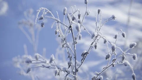 Frozen bush covered with snow Stock Footage 232419413