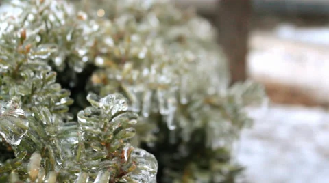 Frozen Bush Stock Footage 33640364