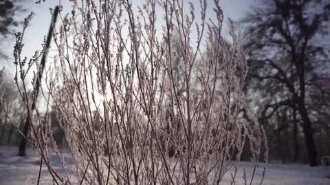 Frozen Bush on Sunset 库存影片 71785304