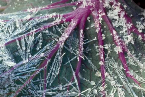 Frozen cabbage Фото