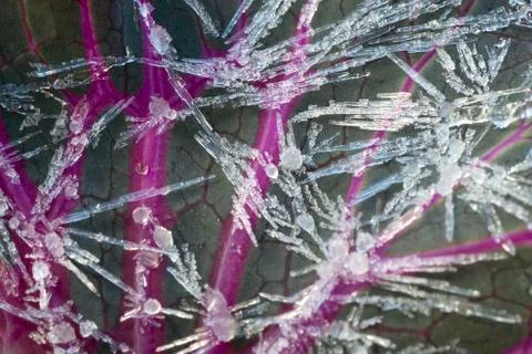 Frozen cabbage Stock Photos