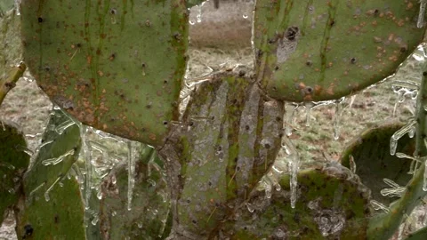 Frozen Cacti Video stock 148577465
