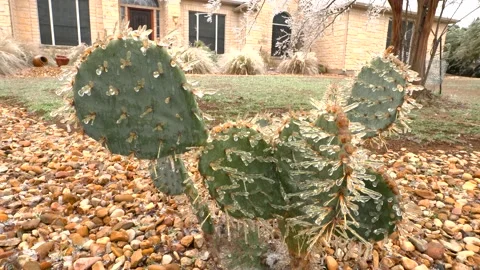 Frozen Cactus Video stock 148573923