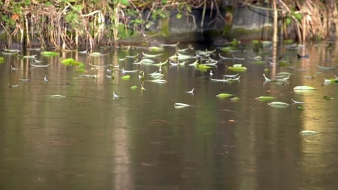 Frozen Canal Leaves Видео 70162374