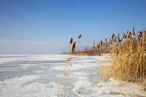 Frozen cane on river in winter Foto stock