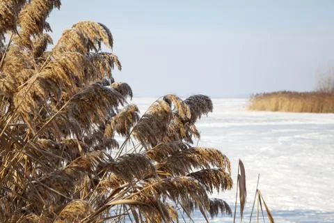 Frozen cane in winter Stock Photos