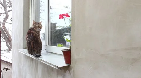 Frozen cat asks to let in the house Vídeo Stock 48901994