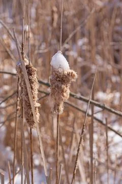 Frozen Cattail in Winter Stockfoto's