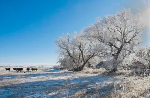 Frozen cattle Stock-Fotos