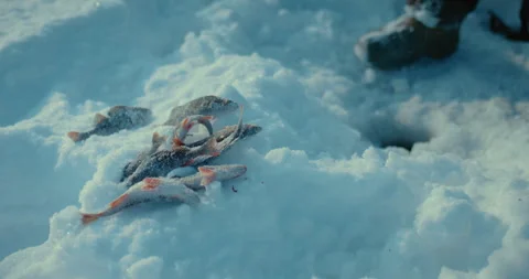 Frozen caught fish on snow, closeup view, fisher catching fish in ice hole of Stock Footage 246738360