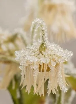 Frozen Chamomile in Ice Crystals Stock Photos