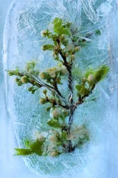 Frozen     cherry flower Foto stock
