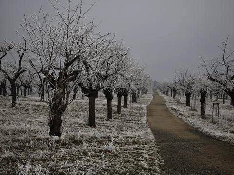 Frozen cherry park trees line a path in prague orchard during december Stock Photos