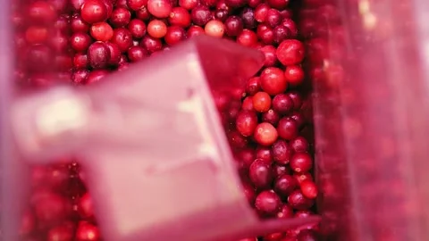 Frozen cherry in supermarket fridge Stock Footage 143729481