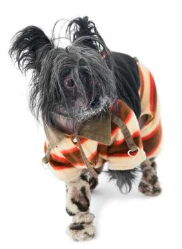 Frozen chinese crested dog Stock Photos