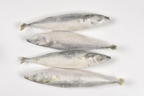 Frozen Chub Mackerel Fish on White Background Stock Photos