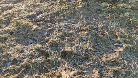 Frozen Coastal Ground with Seashells Pan Shot Stock Footage 101384744