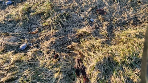 Frozen Coastal Ground with Seashells Tilt Shot Vídeo Stock 101474477