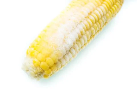 Frozen cob of corn on white background Stock Photos