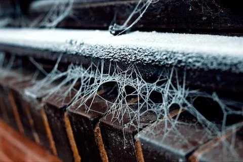 Frozen Cobweb Stock Photos