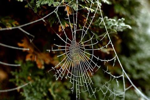 Frozen Cobweb Stock Photos