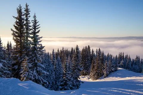 Frozen coniferous forest over clouds with snow covered spruces in ski resort Stock Photos