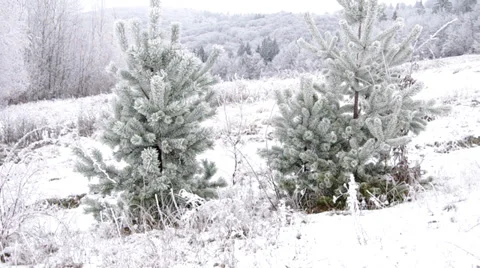 Frozen coniferous trees Stock Footage 34249201