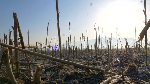 Frozen corn field landscape Stock Footage 76782482
