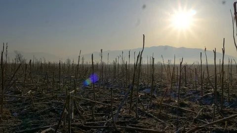 Frozen corn field landscape Stock Footage 76782927