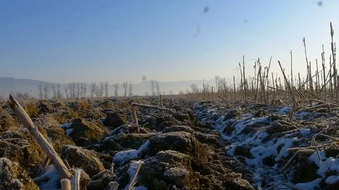 Frozen corn field landscape Stock Footage 76782992