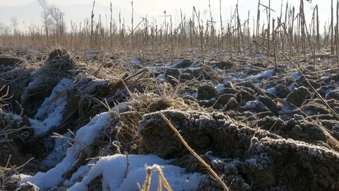 Frozen corn field landscape Stock-Footage 76783342