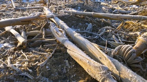 Frozen corn field landscape Stock-Footage 76783875