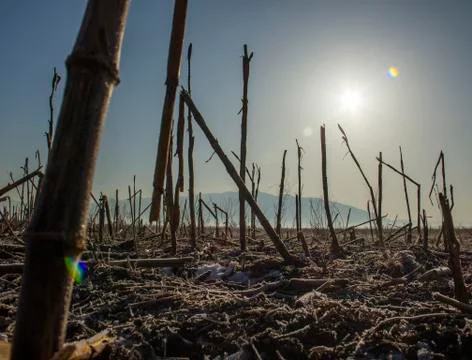 Frozen corn field landscape Stock Photos