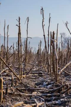 Frozen corn field landscape Stock Photos