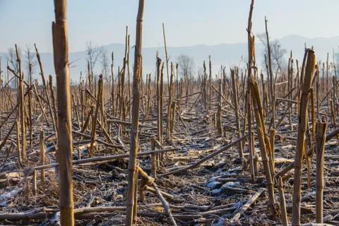Frozen corn field landscape Stock Photos