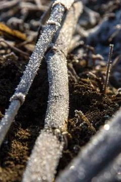 Frozen corn field landscape Stock Photos