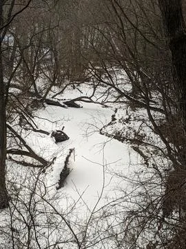 Frozen Covered Stream Meandering Through Bare Tree Branches in Winter Forest Stock-Fotos
