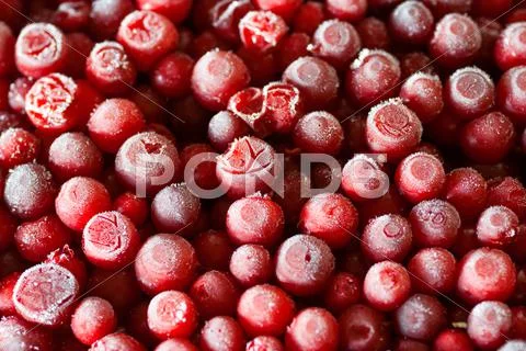 Frozen cowberry Stock Photos