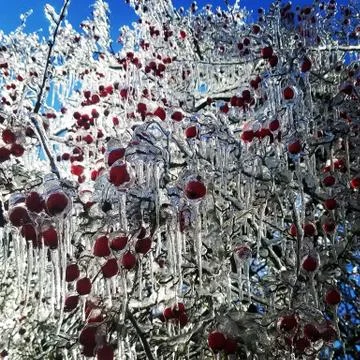 Frozen cran apple tree Fotos Stock