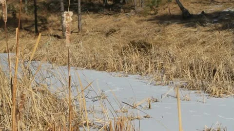 Frozen creek &amp; Cat Tail Video stock 10767473