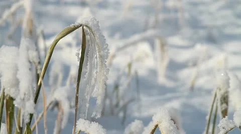 Frozen crop - HD Stock Footage 21927274
