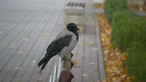 A frozen crow sits on a bench, stretching its paws and wings Видео 256089927