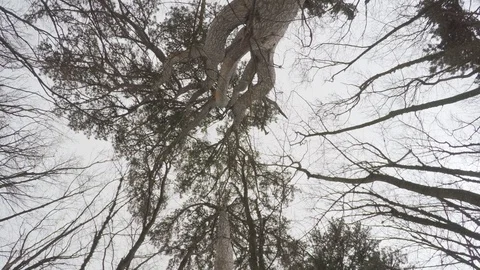 Frozen crowns of ancient cedars Stock Footage 124609705