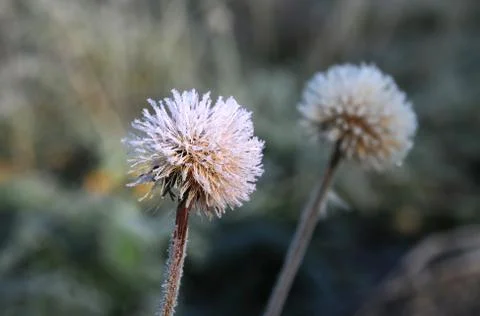 Frozen dandelion Stock Photos