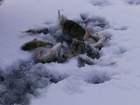 Frozen Dead Fish on a Lake 스톡 동영상 73548465