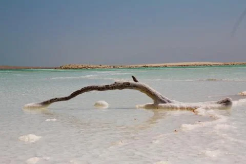Frozen dead tree in salt of the dead sea Stock Photos