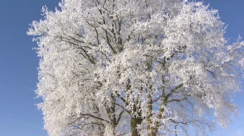 Frozen deciduous tree covered with hoarfrost against a blue sky - tilt up Stock Footage 30424683