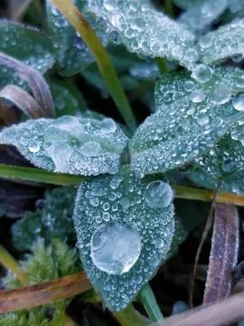 Frozen dew drops on leaf Stock Photos