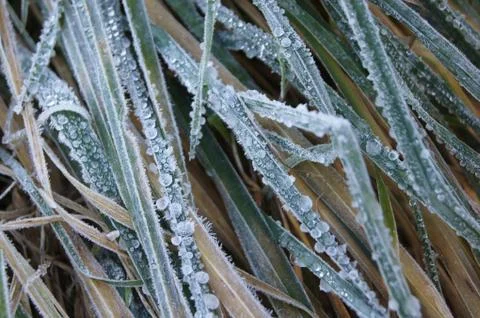 Frozen dew drops on long grass leaves Stock Photos