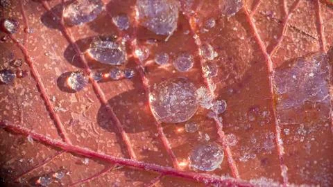 Frozen dew on leaf Foto stock